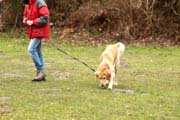 20150301-Ka-IMG6637-NZB-Negro-Lobo