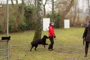 20150301-Ka-IMG6767-NZB-Negro-Lobo