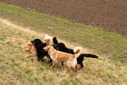20150301-Ka-IMG6885-NZB-Negro-Lobo